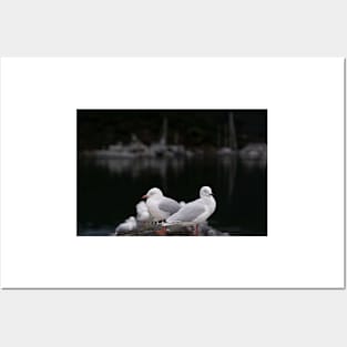 Seagull on pier at Picton, New Zealand. Posters and Art